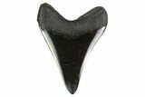 Fossil Megalodon Tooth - Polished Blade #130809-1
